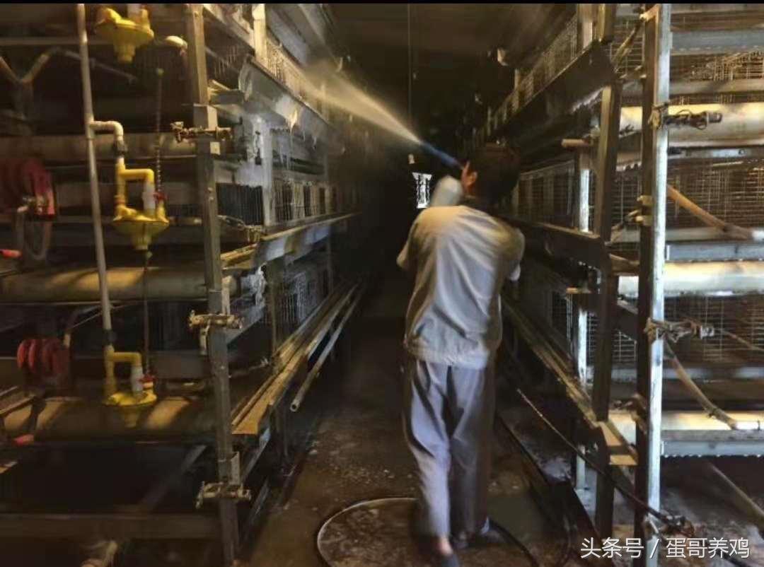 养鸡如何使用消毒剂能发挥最佳效果?掌握这3点,减少鸡群流行病