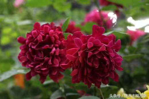 月季冬天需要防虫吗,月季冬天冻死吗