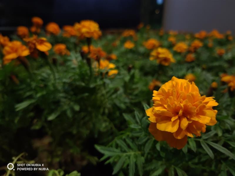 努比亚x的lcd是什么水准,努比亚最大屏手机