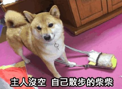 「南方资讯」日本东京万圣节上演‘百鬼夜行’，5名绅士失手被捕