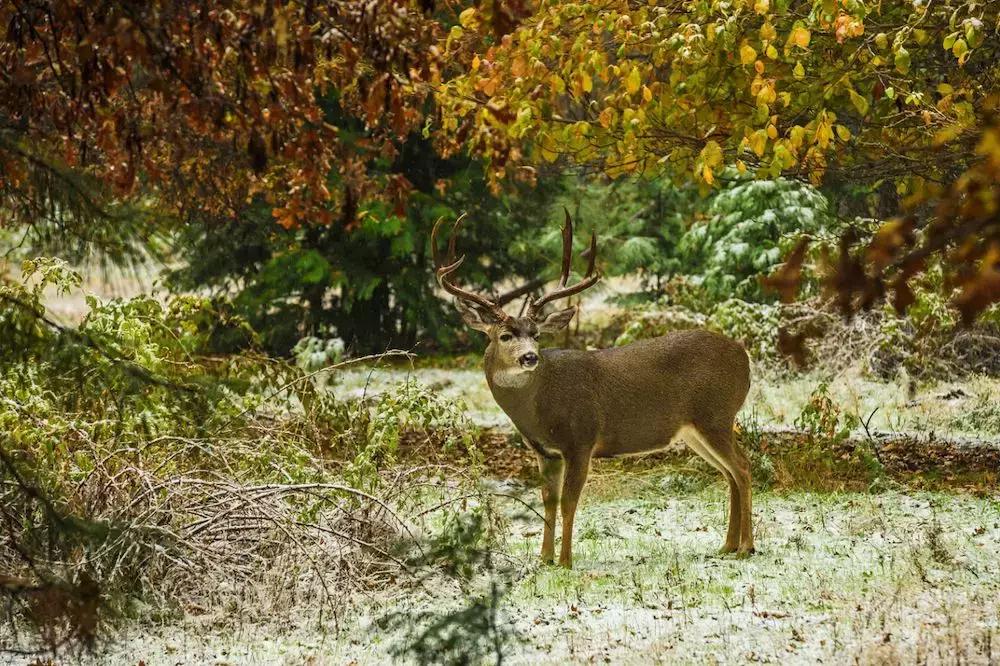 优胜美地是哪,优胜美地