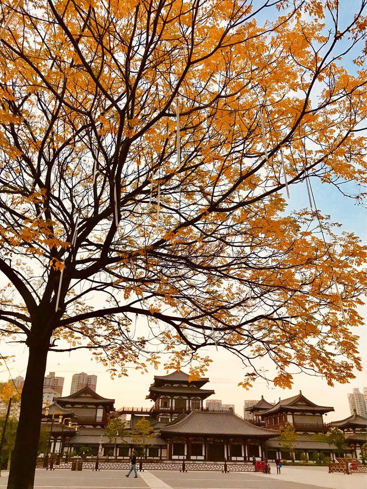 秋到上阳宫，黄叶蓝天高宫阙，皇帝都赞的美景，免费你都没去看？