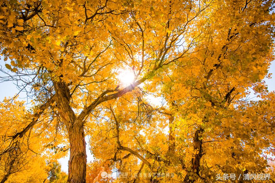 千年的等待纯音乐,金塔胡杨林美照