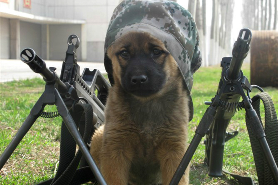 日常做“狗”,不如到末世里撸狗