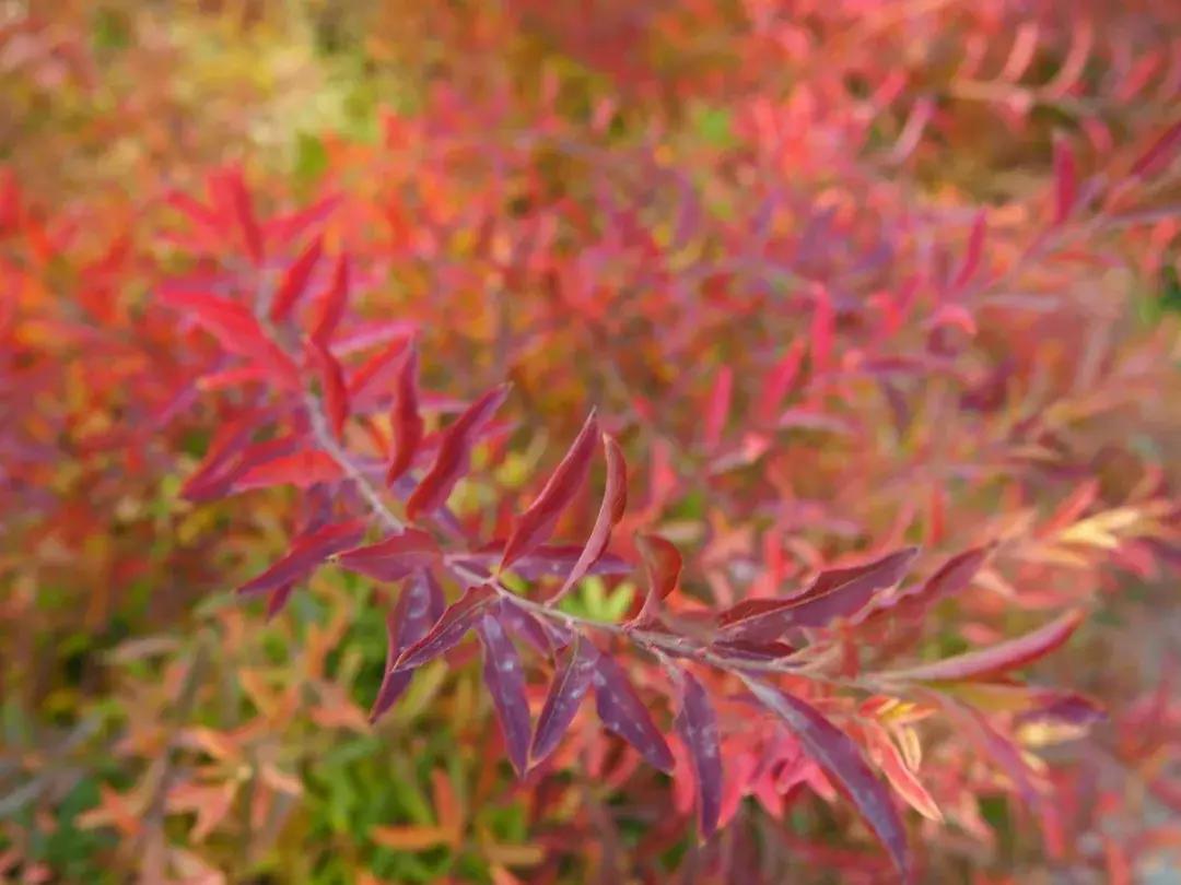 西山森林公园秋季爬山攻略,秋天西山国家森林公园