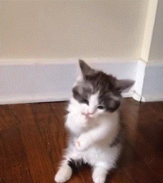 猫咪新玩法,喵咪生活小技巧有哪些