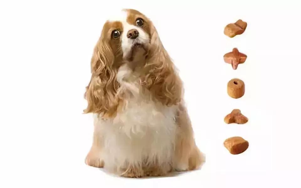 中宠和佩蒂的区别,中宠和佩蒂的行业地位