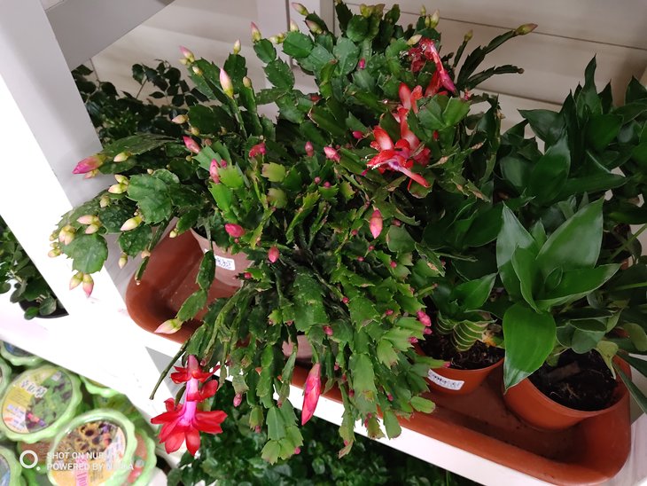 努比亚双摄旗舰曲面屏,努比亚x双屏测评