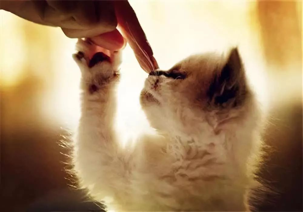 怎么治猫咪不让你摸的坏脾气,如何应对猫咪攻击性