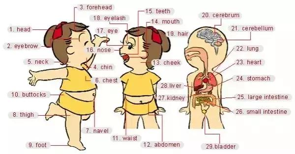 英语老师分享：34张图让孩子记住英语中所有生活词汇！太实用了！