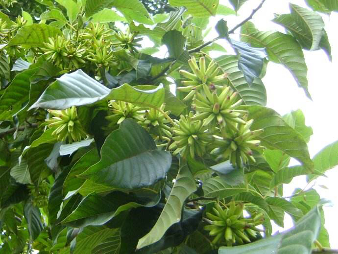 中药喜树的图片和别名 (喜树的简介)