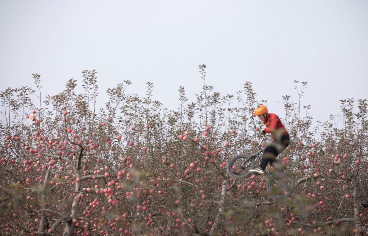 洛川苹果最好吃的是哪种,收获最快的水果