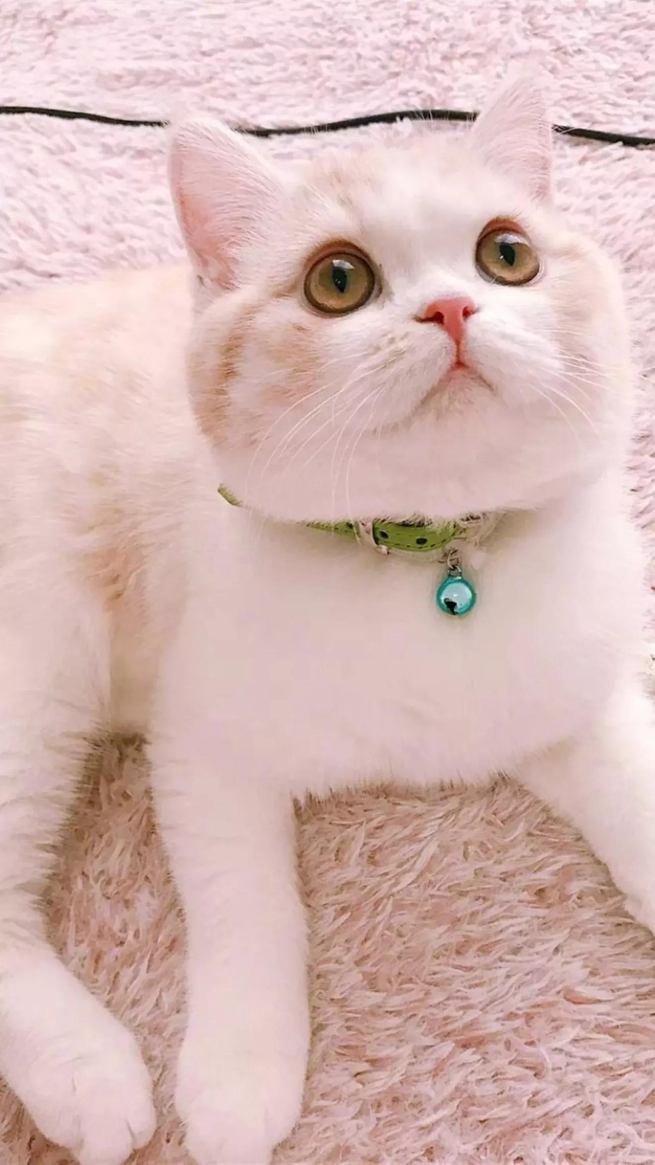 猫粮有关猫咪的健康可不能随便选 (猫咪生病吃哪种湿猫粮)