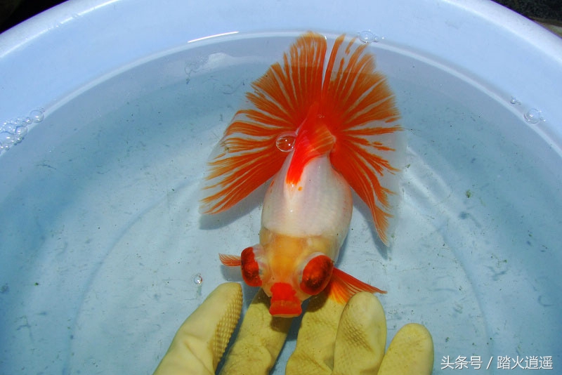 精品蝶尾和混色蝶尾区别,怎么挑选蝶尾最好