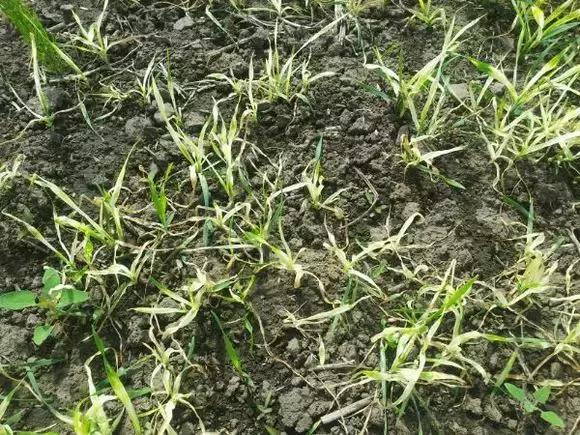 小麦除草剂甲基二磺隆药害怎么办,请问低温打除草剂对小麦有药害吗