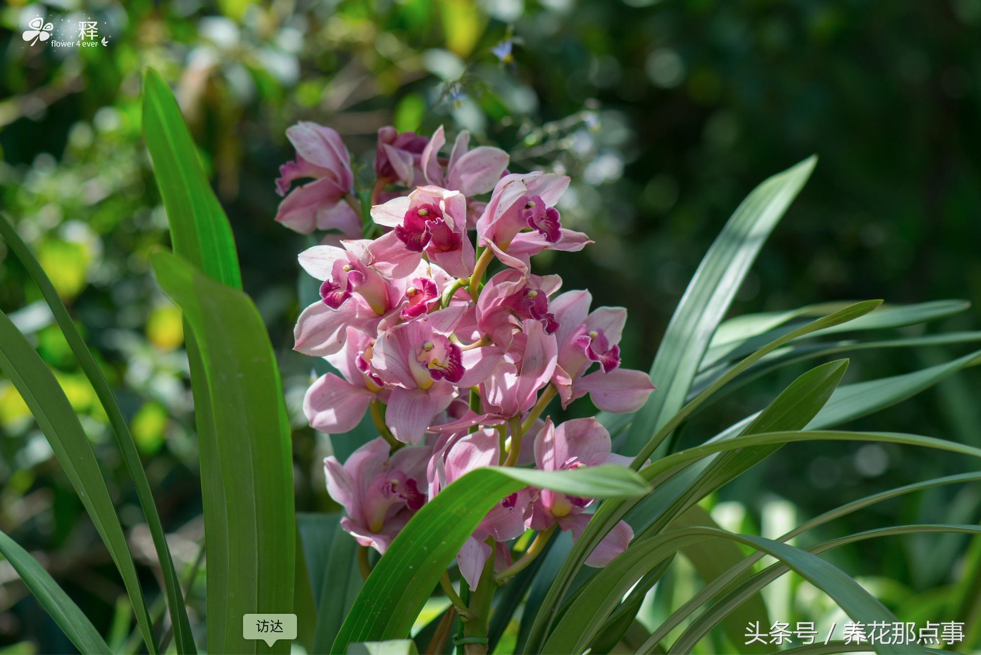 多肉、月季现在比白菜还便宜,曾经动辄上百元如今九块九包邮