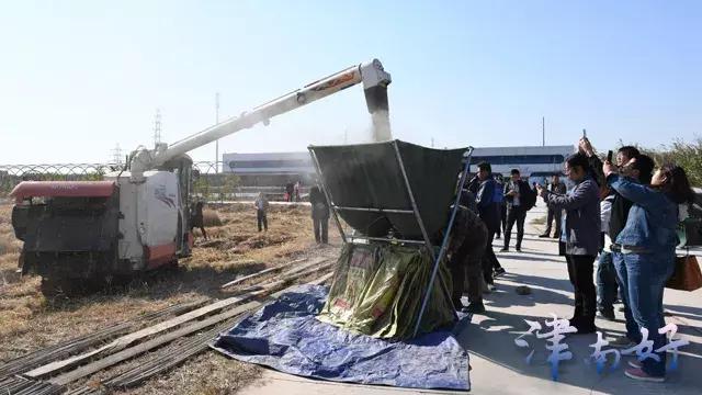 小站稻来源,小站稻是稻米还是粳米