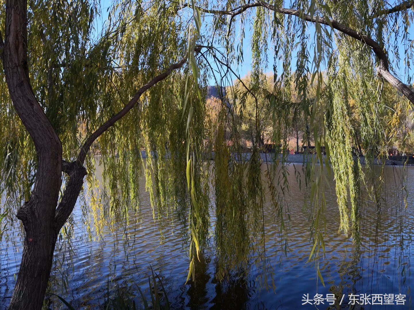 垂柳七绝图片,湖边垂柳七绝