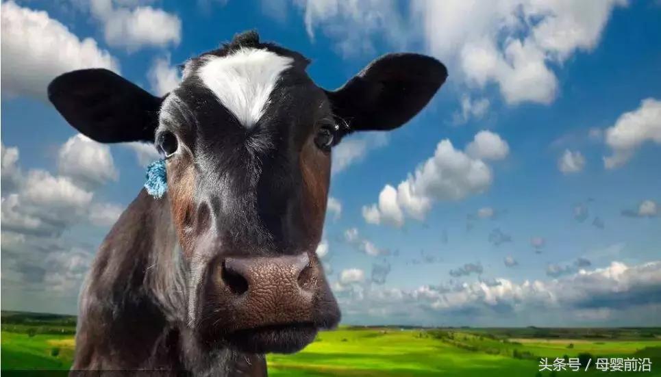 我们不论郑俊怀的是非曲直，只谈这俩老头用7年摘下有机奶粉桂冠