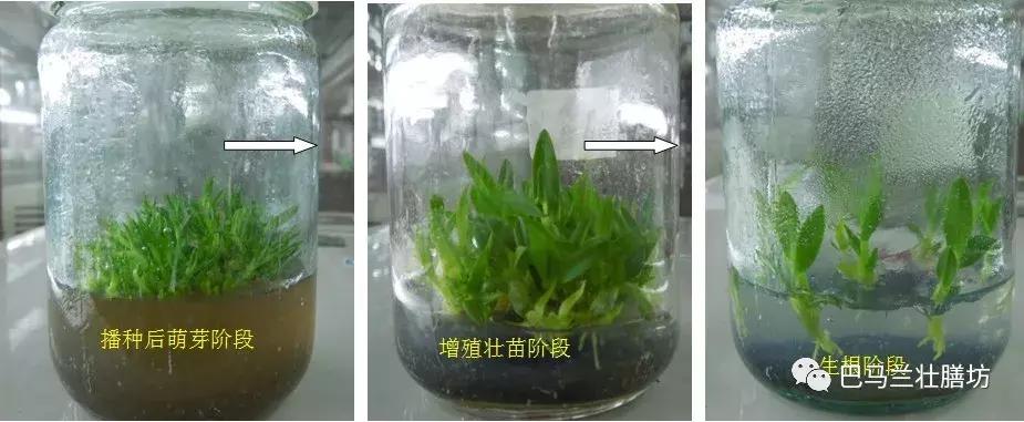 广西畅销的中药材,广西十大名贵药材排行榜