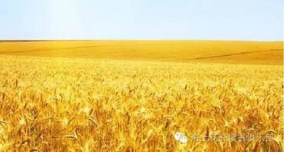 麦田里的守望者原创视频,麦田里的守望者创作的原声