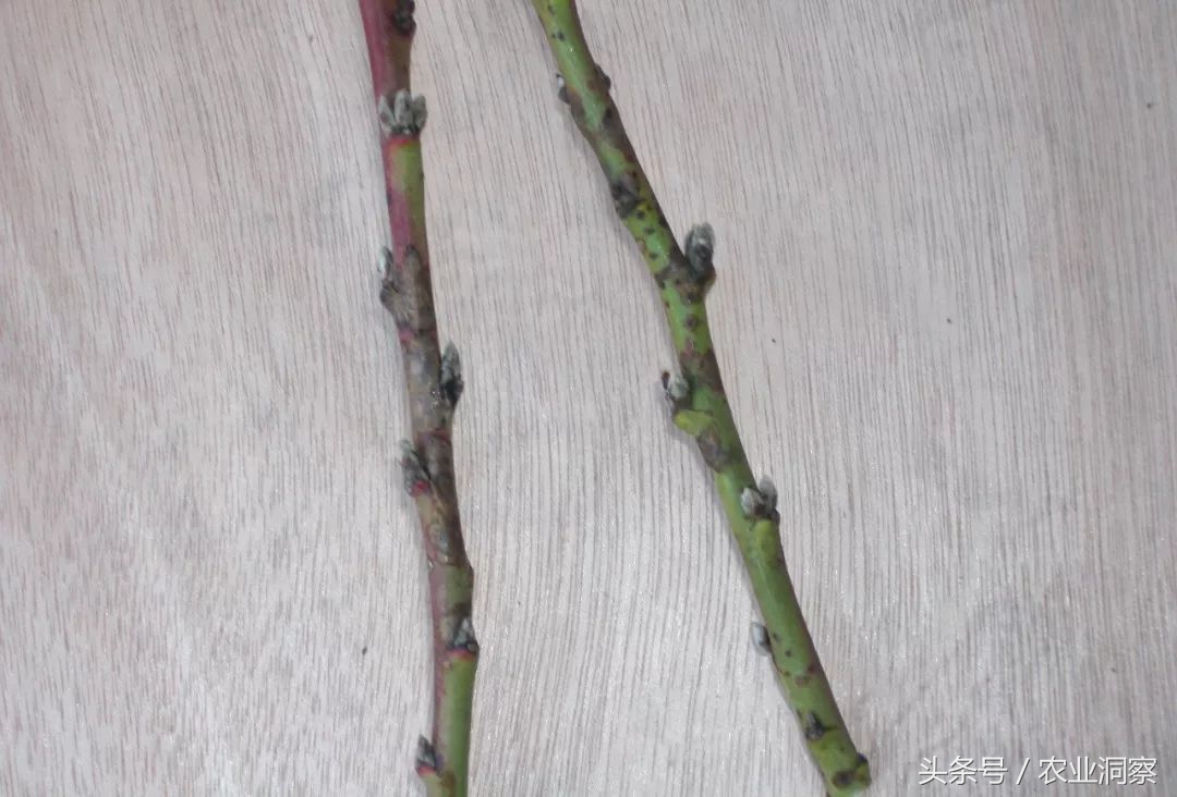 桃树增产，病害防治最重要！桃树黑星与细菌性穿孔病一篇就搞定！