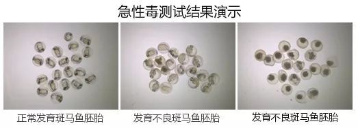 80元一斤猫粮,几十块钱十斤的猫粮对猫有危害吗