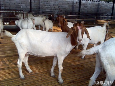 孕羊如何补营养,小羊的饲养方法和注意事项