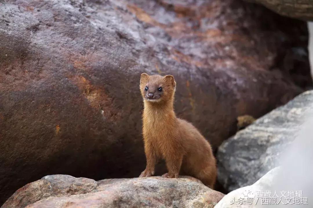 不可思议的林芝：高原荒凉刻板印象的颠覆者