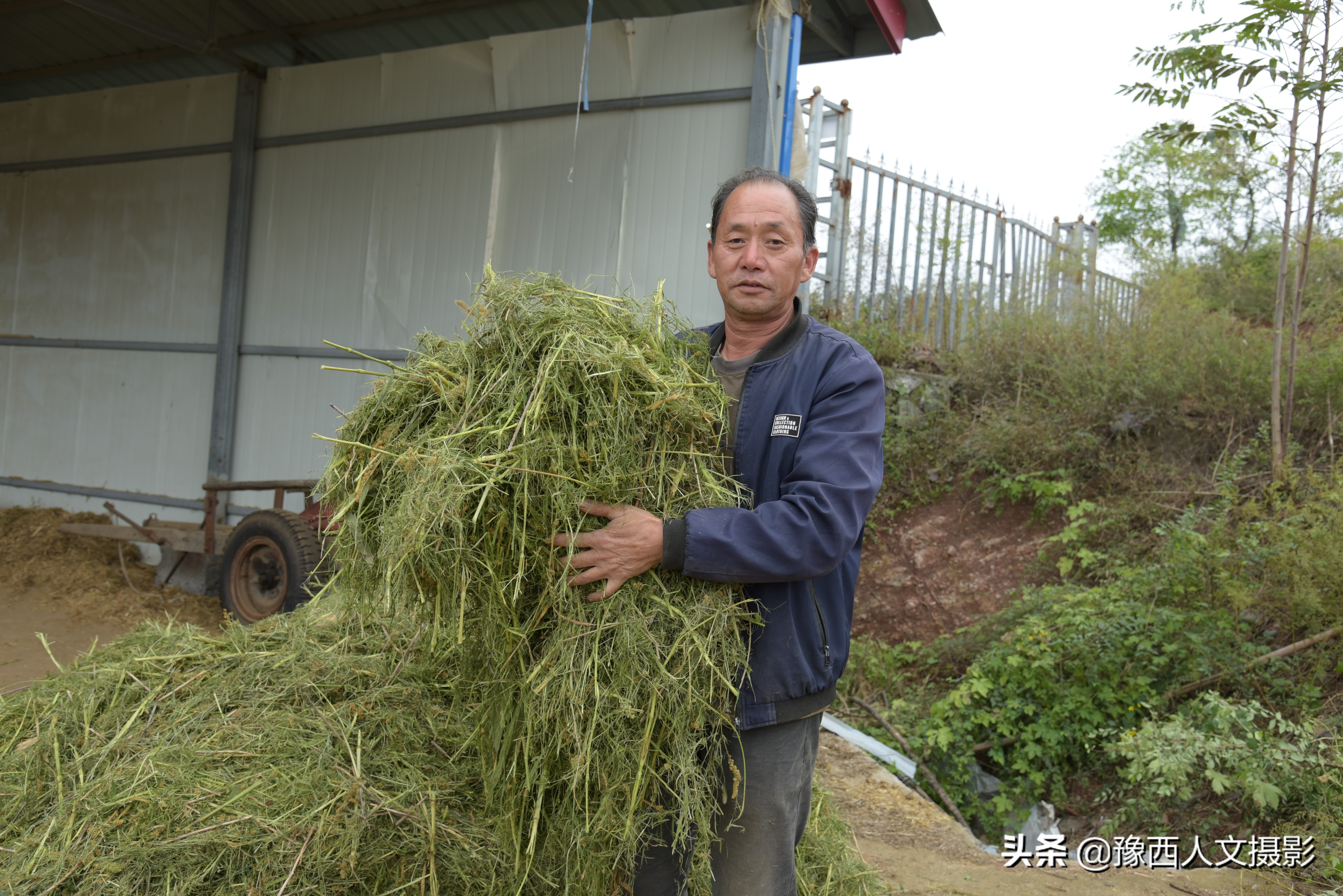 山西农村大爷养驴,农村大叔养驴的故事