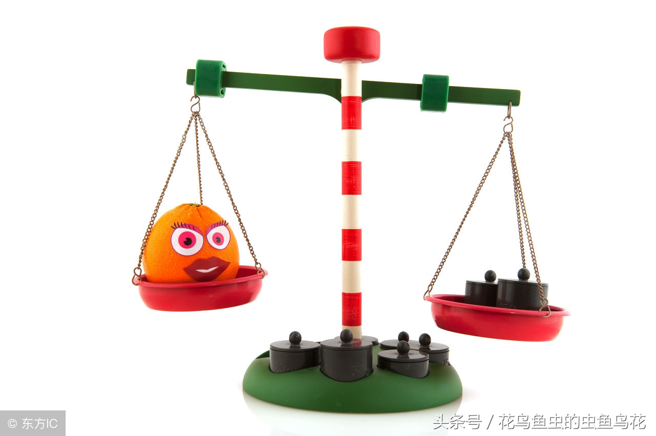 养金鱼硝化细菌可以存活吗,关于养金鱼的经验和方法