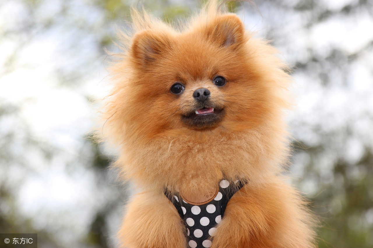 博美幼犬一天拉几次大便正常,幼犬博美喂狗粮还是喂羊奶粉