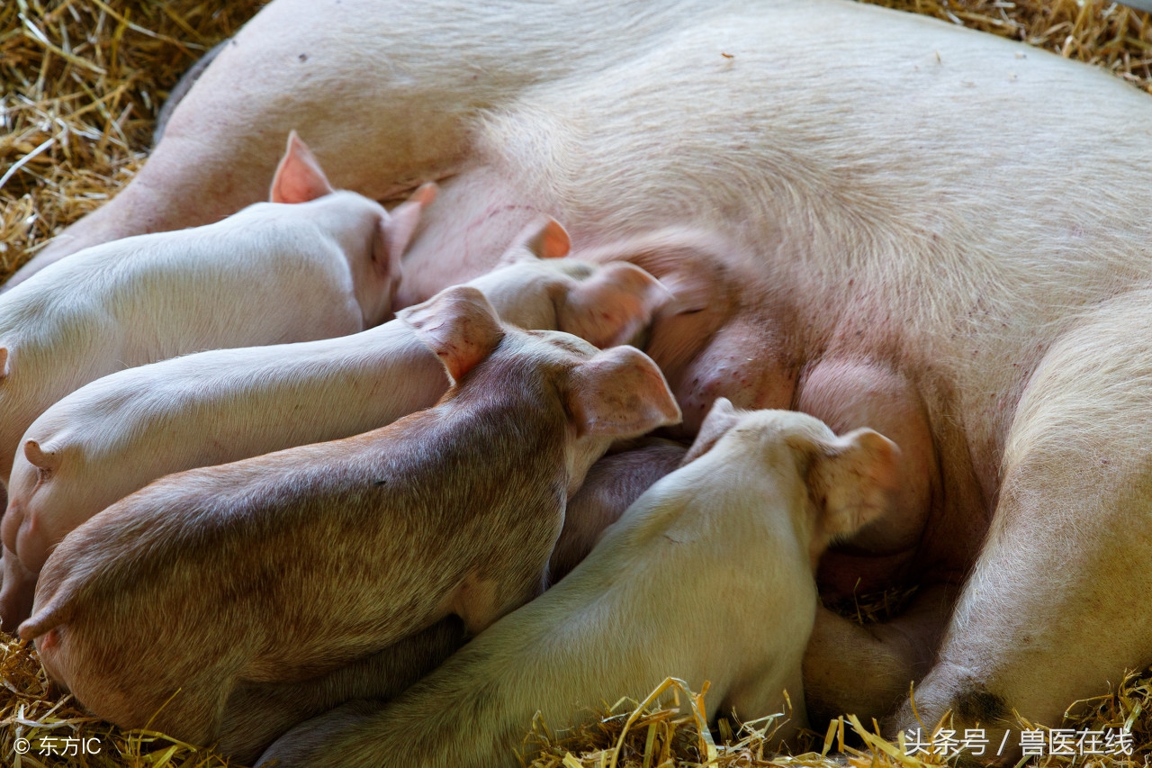 断奶仔猪得了轮状病毒腹泻怎么治,断奶仔猪水样腹泻最快解决方法