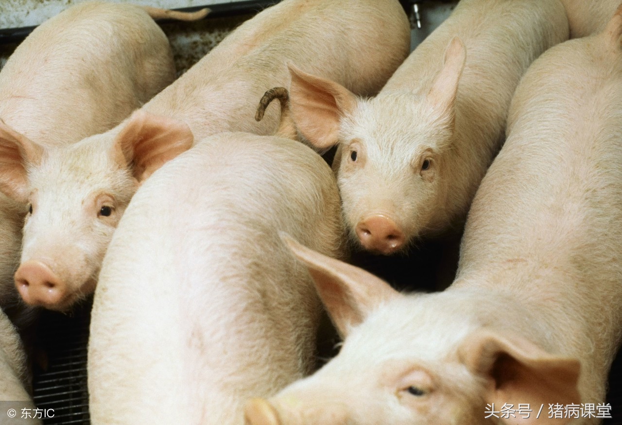 猪场疫苗过敏的处理方法,猪口蹄疫疫苗过敏症状及处理方法