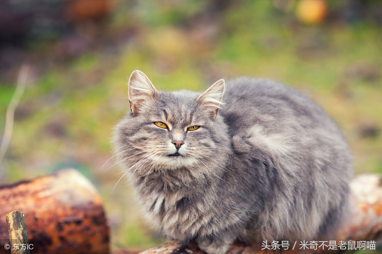 猫咪剃毛的正确方法视频,夏天给猫咪剃毛好不好
