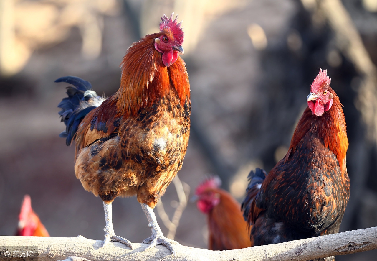 治疗鸡大肠杆菌的最有效药物,禽大肠杆菌中草药配方