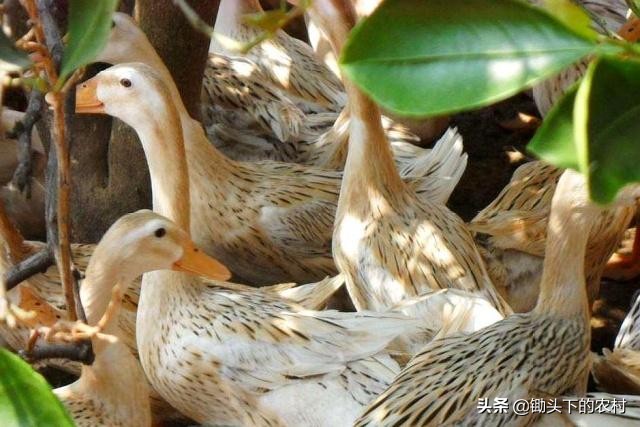 刚孵出来小鹅怎么养详细教程,养鹅孵化场地怎么建设