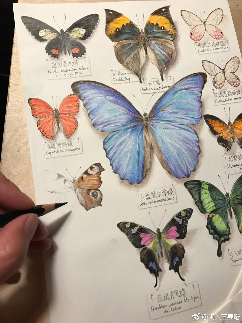 最强大脑王昱珩清华毕业后不上班,王昱珩上学经历