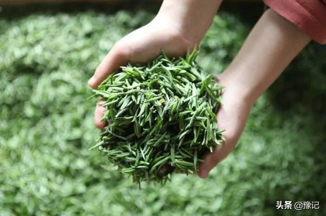 信阳毛尖栗香型和清香型哪个好喝,信阳毛尖茶叶怎么样好喝吗