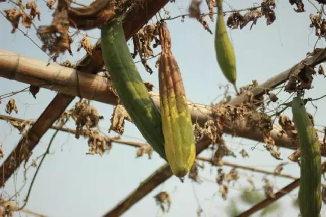 保护皮肤最好的蔬菜,想要皮肤变好不妨试试这几种蔬菜