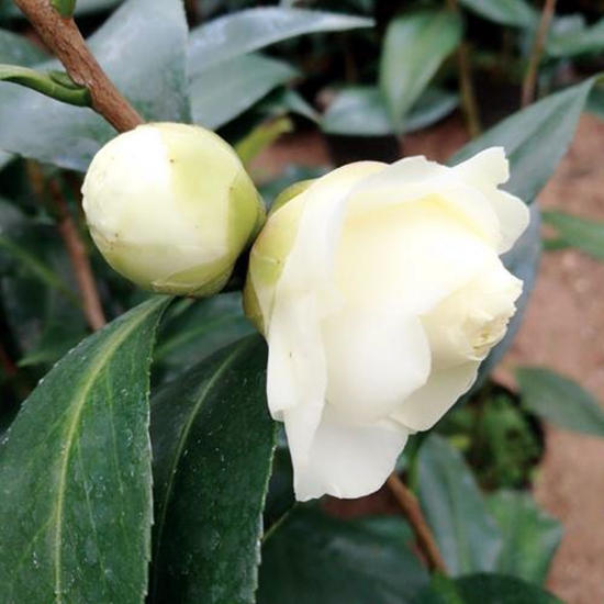 种出有质量的上品好茶花,最香最高雅四季能开花的茶花