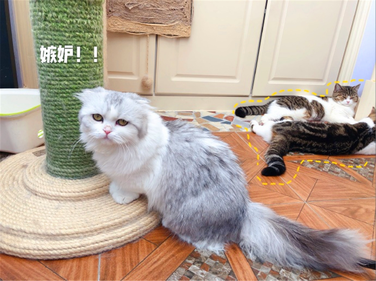 田园猫常见的8个品种,田园猫最厉害的是什么猫