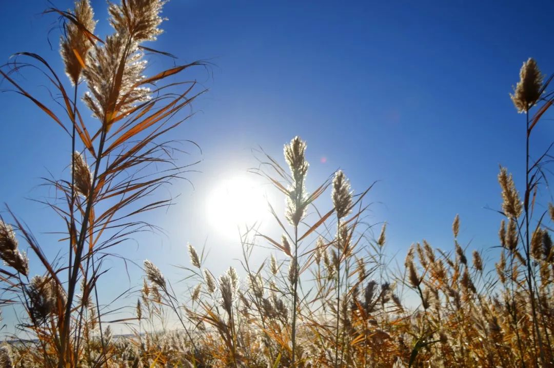 额济纳胡杨林自驾游详细攻略,宝鸡自驾往额济纳胡杨林攻略