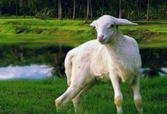 羊尿不下来尿怎么治疗,羊尿不出尿最快解决办法