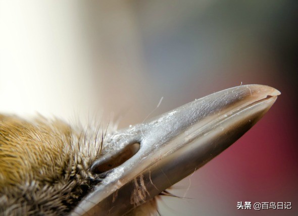 鸟类呼吸道问题,鸟类呼吸道感染用什么药物