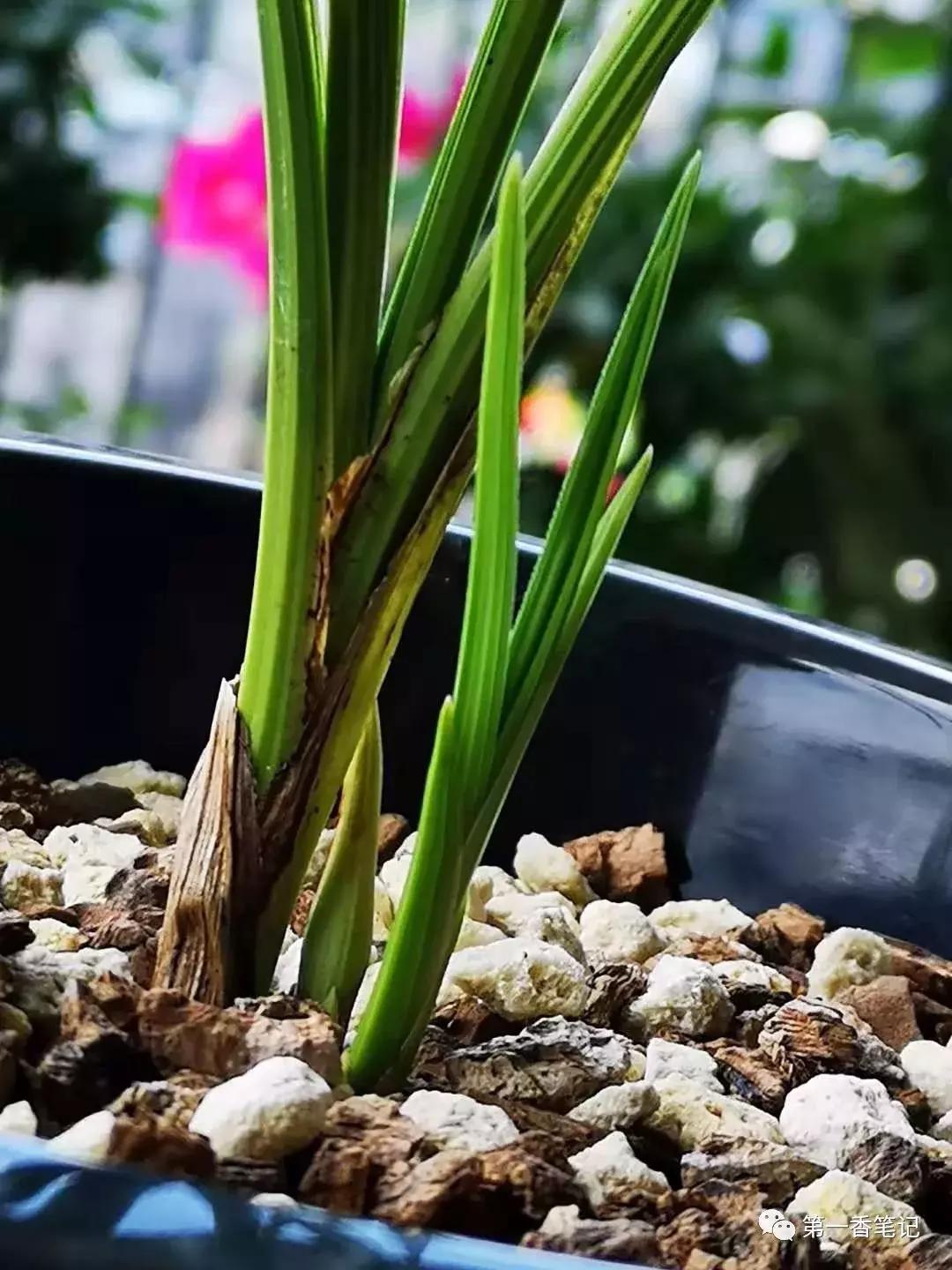 如何区分兰花新芽和花芽,兰花辨别选草经验谈