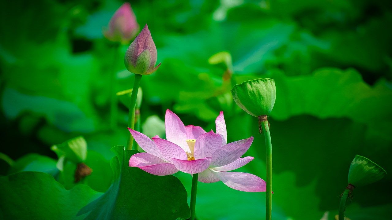 最美盛夏歌曲视频,最美初夏诗词大全