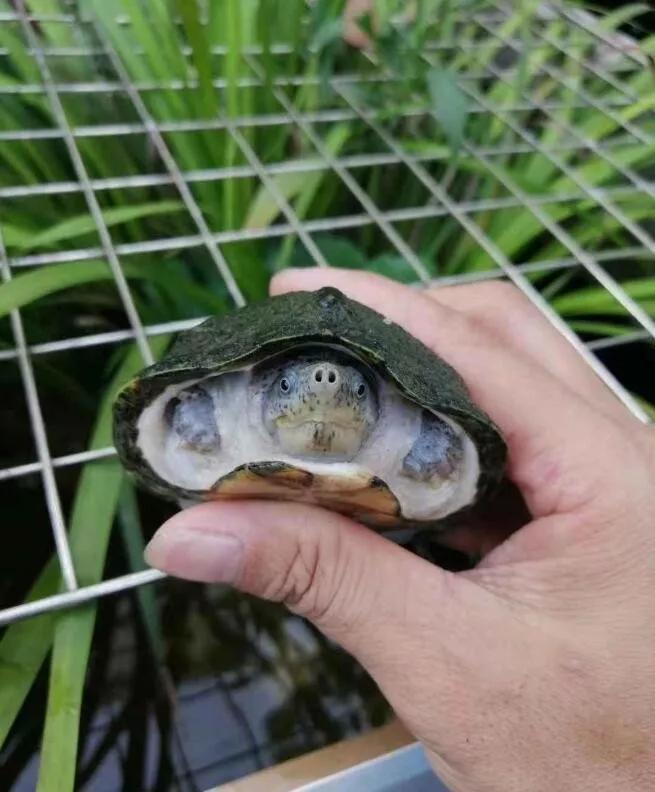 龟外伤能自动修复吗,龟龟经常应激会怎么样