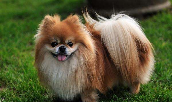 博美发情有什么症状,博美发情要制止吗