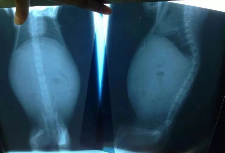 怎么预防猫咪对人的危害,怎样预防猫咪各种疾病